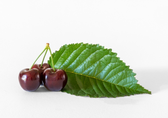 Three cherries and a cherry leaf on a white background