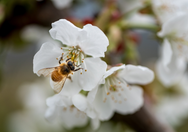 A bee in a cherry flower in the Tarras Cherry Corp orchard