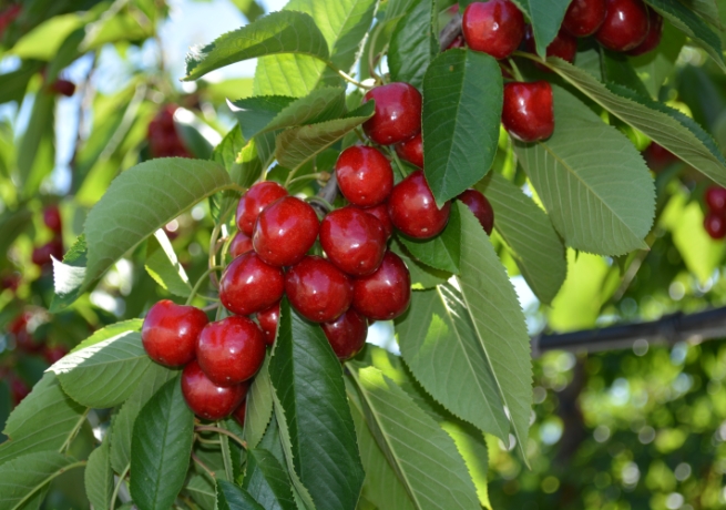 Cherries growing in a New Zealand orchard